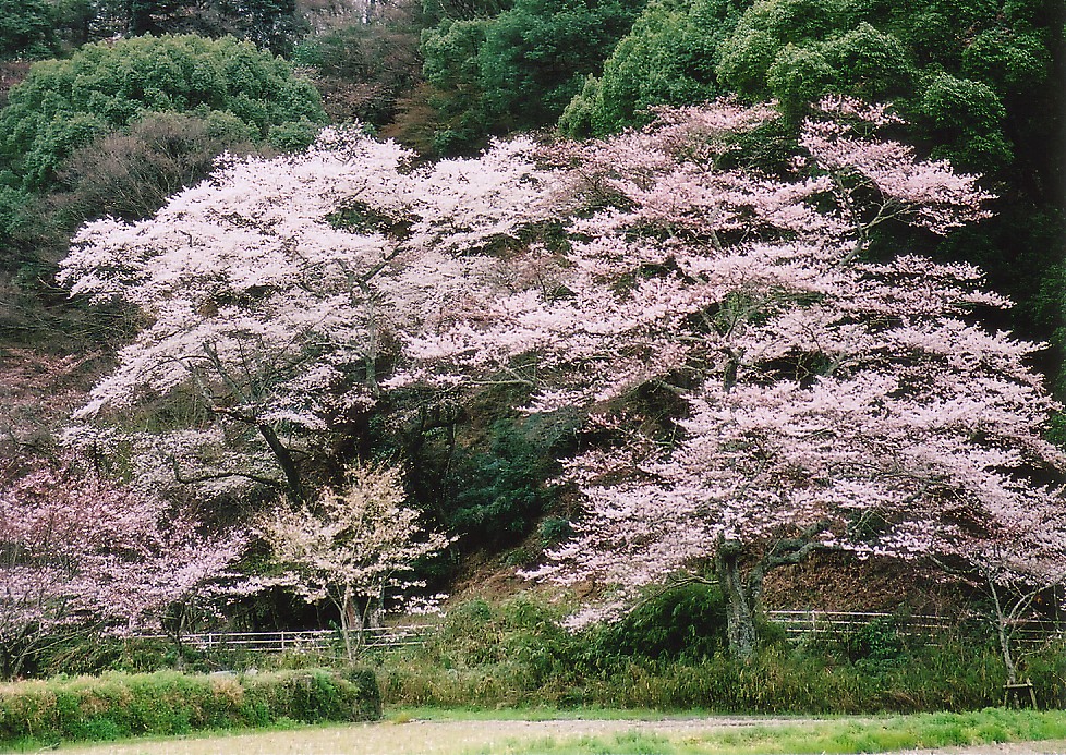 CIMG0002.jpg