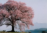 CIMG0005