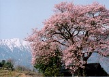 CIMG0009