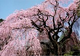CIMG0012