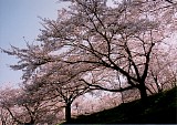 CIMG0016