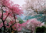CIMG0019