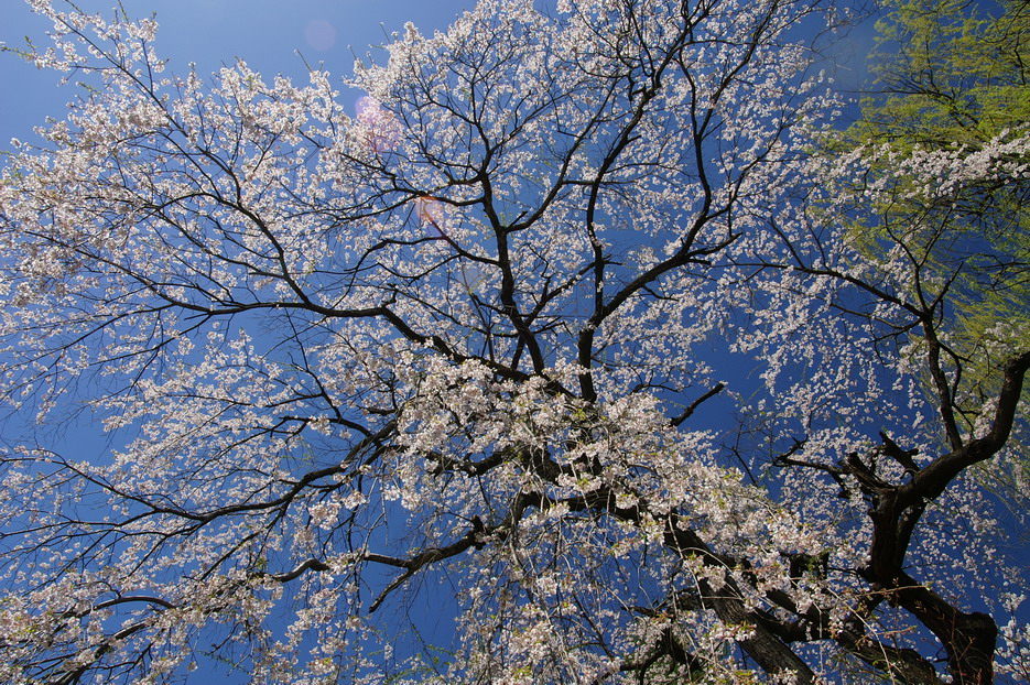 CIMG0011.jpg