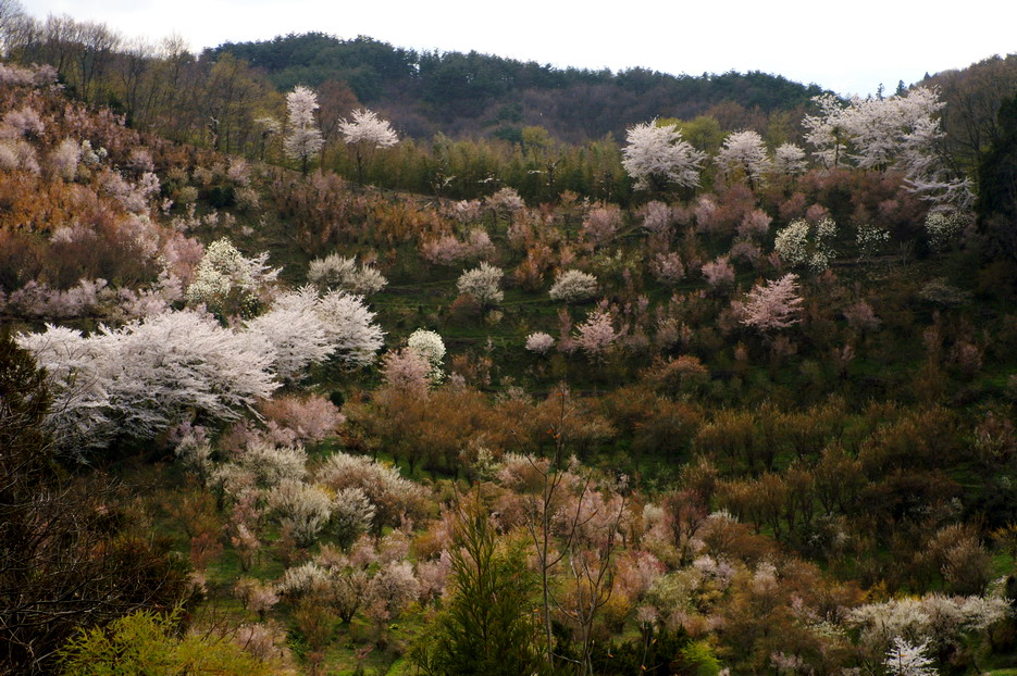 CIMG0061.jpg