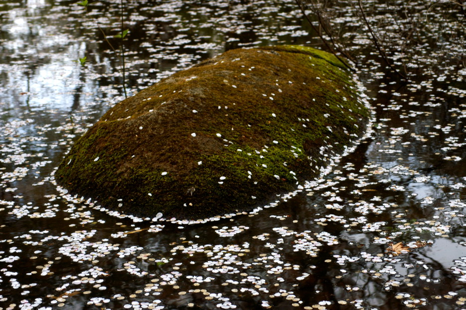 CIMG0066.jpg