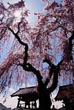CIMG0012