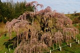 CIMG0024