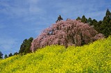 CIMG0036